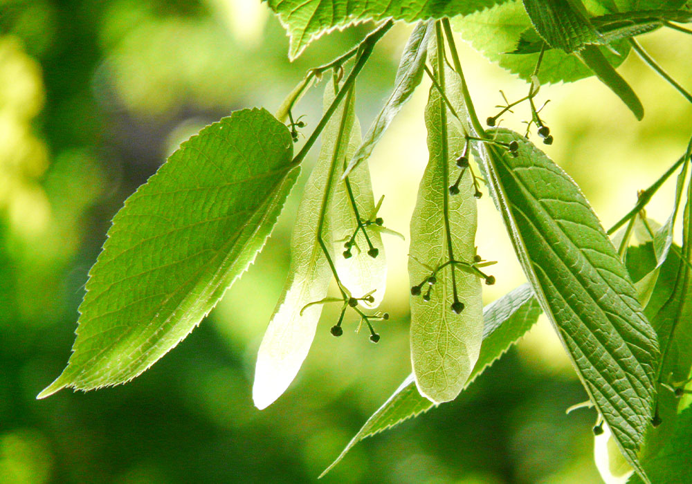 Tilia-Altstaetten-Kinderbetreuung-Tilia-portugiesisch