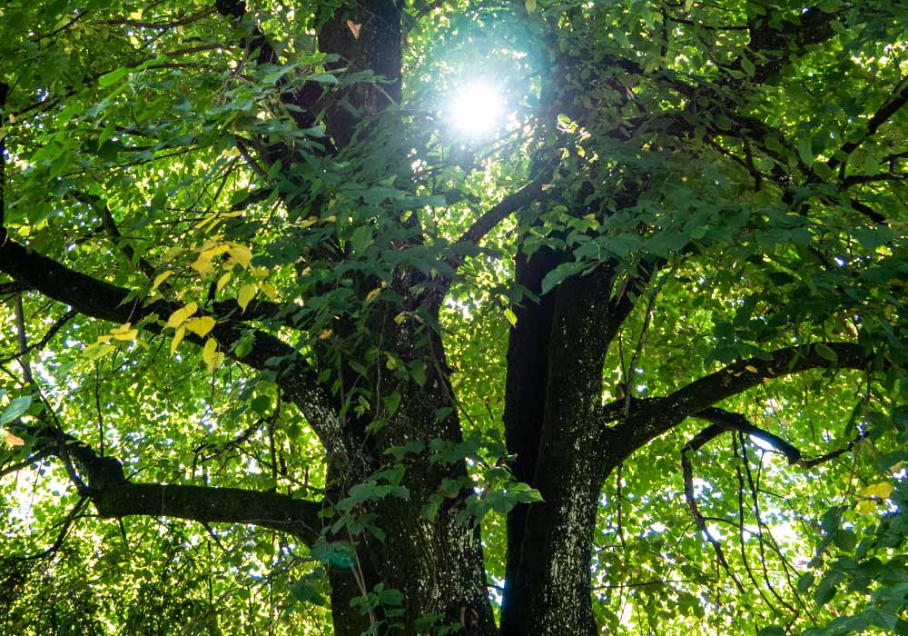 tilia-altstaetten-kinderbetreuung-ueber-mich-linde2